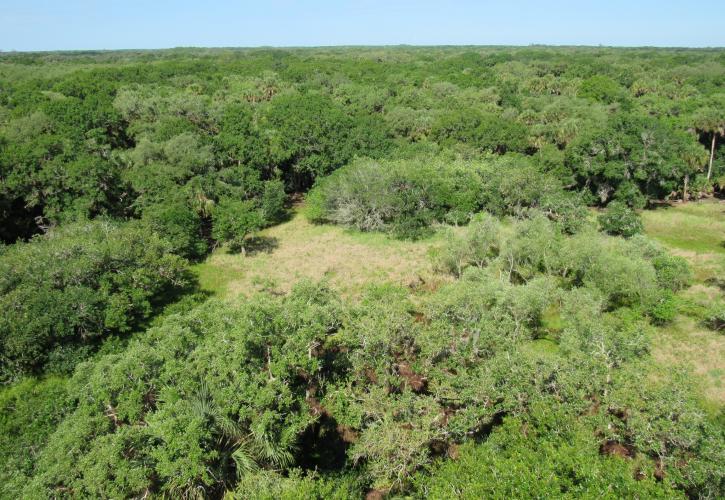 Hammocks make way for prairie in a view from the top of the Canopy Walkway