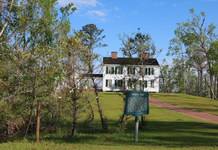 A view of the Torreya trees in front of the Gregory House.