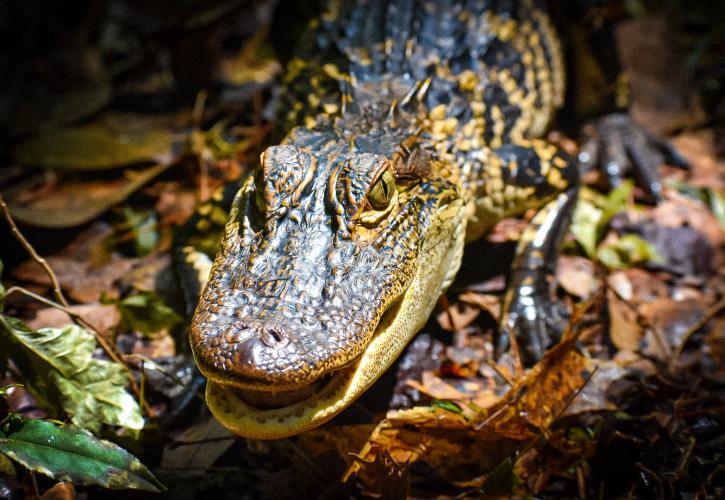 Juvenile American Alligator