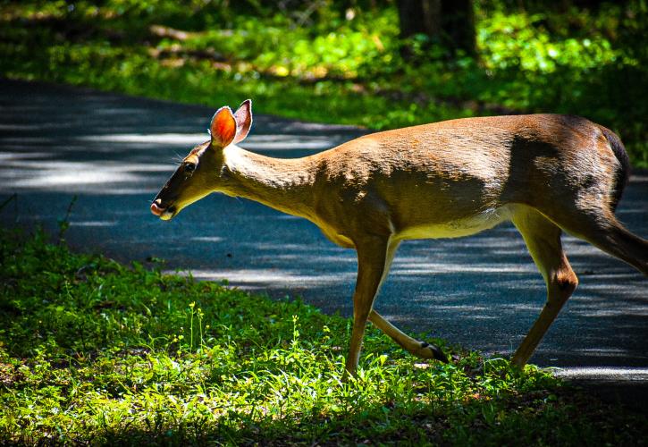 Deer Enjoying Foraging for Food on the Park Drive