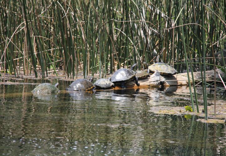 Yellow Belly Sliders resting on tree branch in the spring run