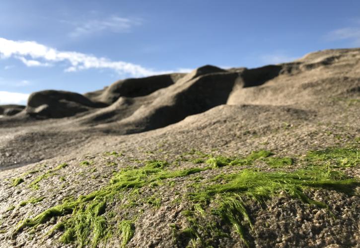 Coquina Rock with moss