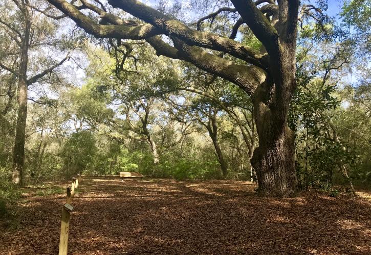 The quiet place with thinking tree Lake Griffin	