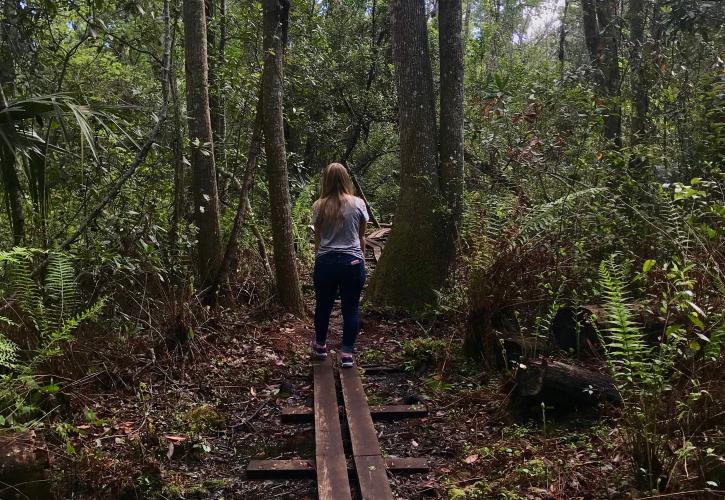 Wooden plank hiking trail through the swamp at Lake Griffin