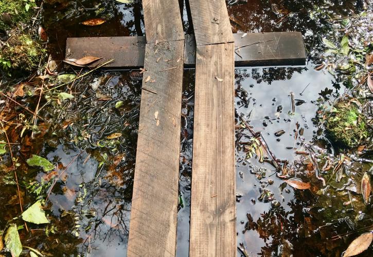 Swamp trail at Lake Griffin