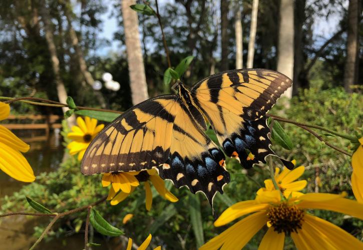 A yellow, black, and blue butterfly sits on a group of yellow flowers.