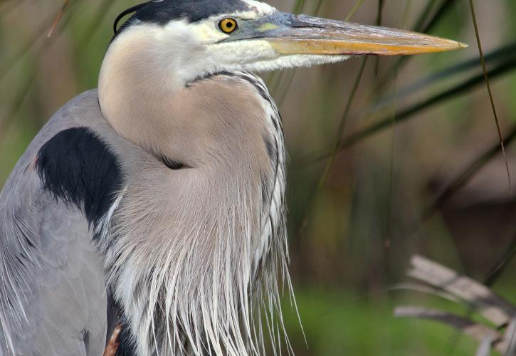 Indian River Lagoon Preserve State Park