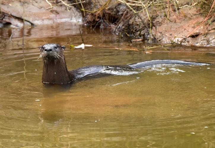 Otter at Indian River Lagoon State Park