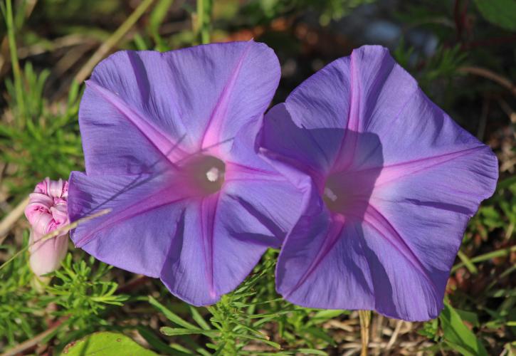 Flowers at Indian River Lagoon Preserve State Park