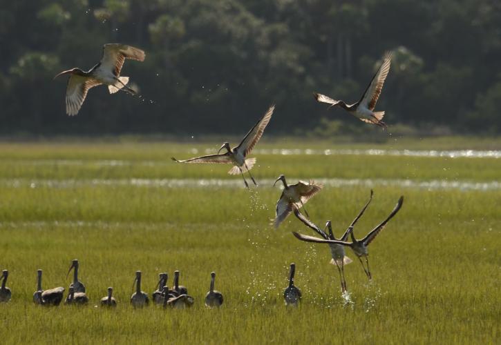 Ibis Take Flight