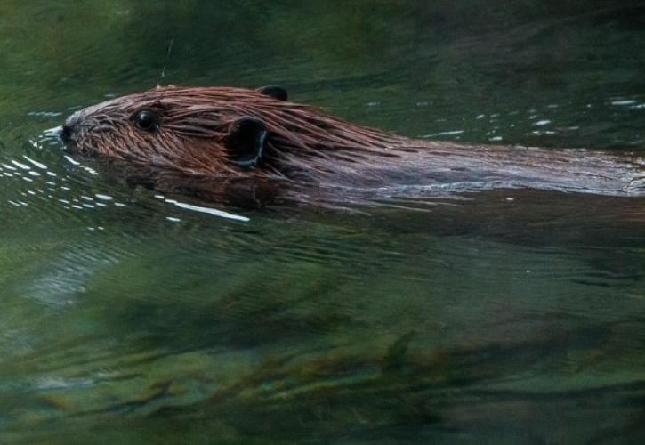 An otter in the water