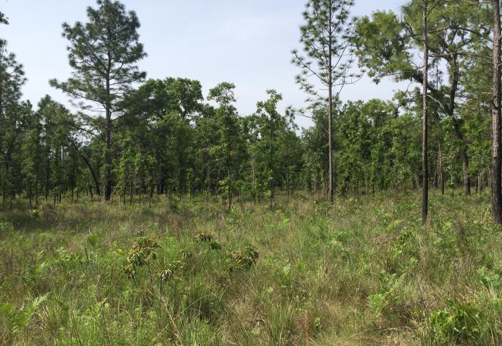 Sandhill Habitat at Ichetucknee Springs State Park