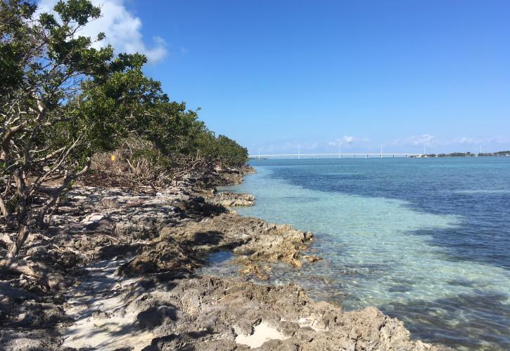 Indian Key Shoreline