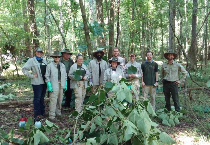 San Felasco Hammock Invasive 