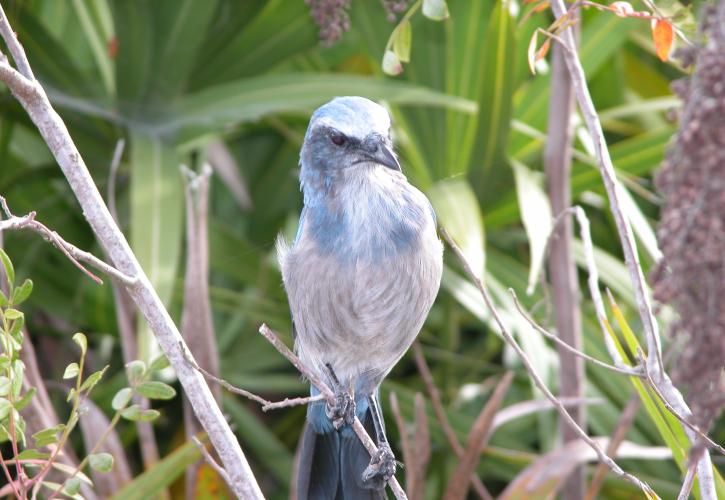 Scrub Jay perched on a branch at Catfish Creek