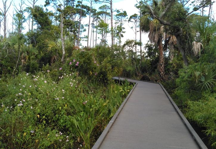 Boardwalk passes through heavily vegetated marsh.  Pink flowers can be seen along the boardwalk.