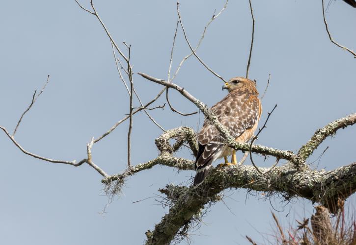Ravine Gardens Hawk