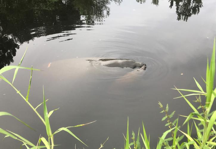 Manatee Mother and Calf in the Little Manatee River