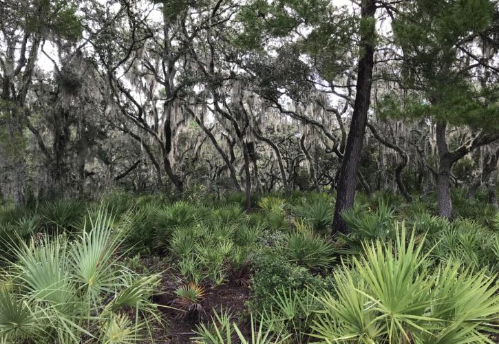 Scrub oaks and spanish moss glisten in sunlight on the main park drive at Little Manatee River State Park