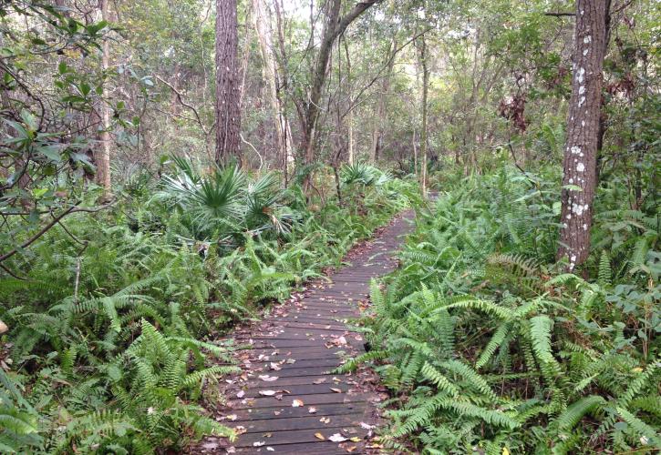 North Hiking Trail, Boardwalk through ferns, 6.5ml trail