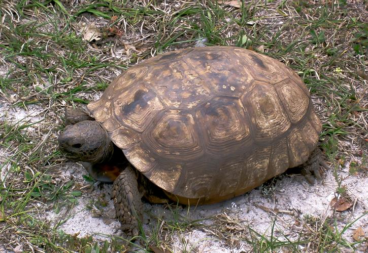 Gopher Turtle at Lake June