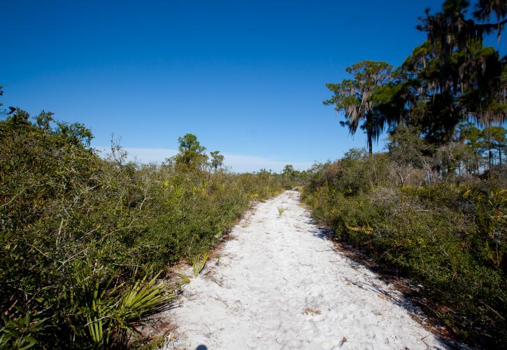 Sugar Trail at Lake June-in-Winter Scrub Preserve State Park