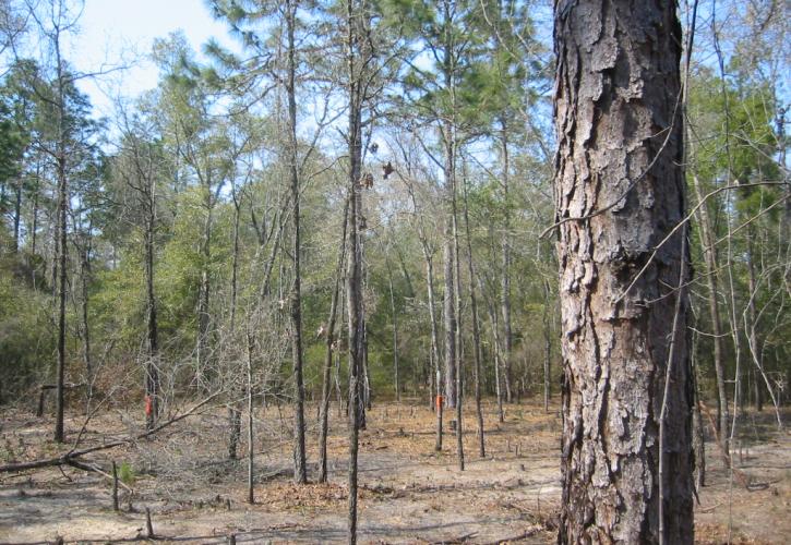 Dense trees with little to no under story growth. 