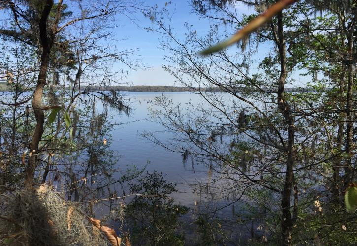 View of the lake through the trees. 