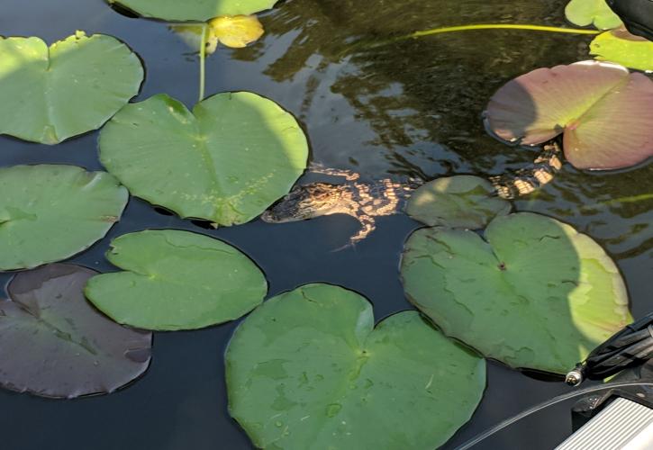 Baby alligator rests among the lily pads. 
