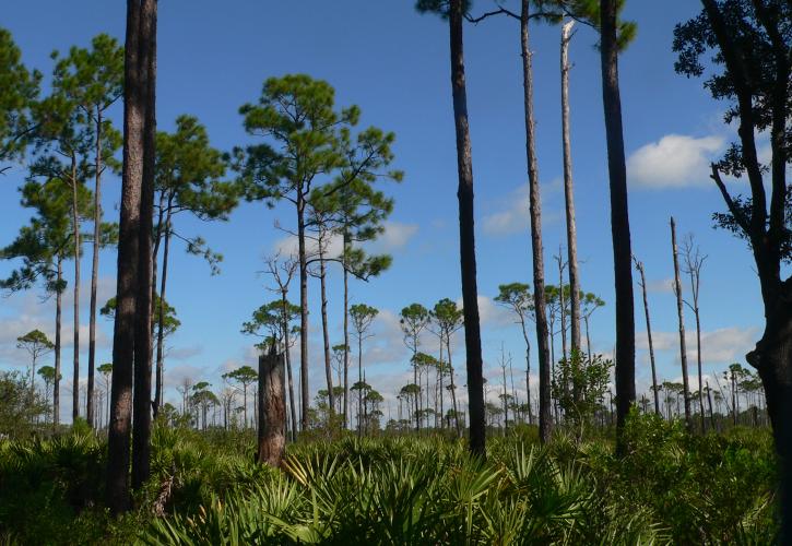 Lake Kissimmee State Park