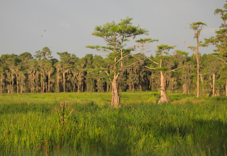 trees