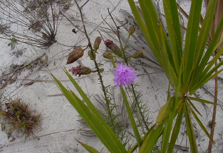 A view of a small purple flower called Liatris ohlingerae.