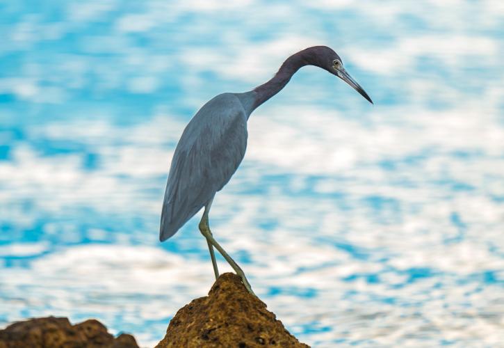 Blue Heron on rock.