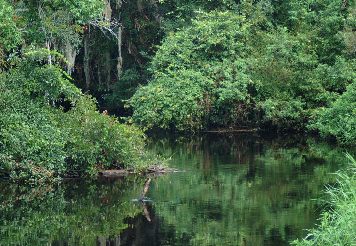 A view of the river at little manatee river state park.