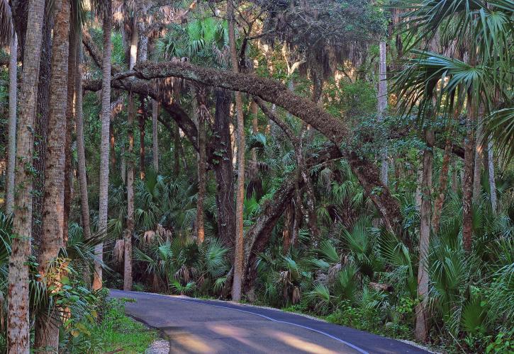 Loop Drive at Highlands Hammock