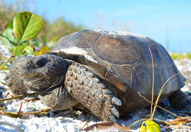 Gopher Tortoise at Lovers Key