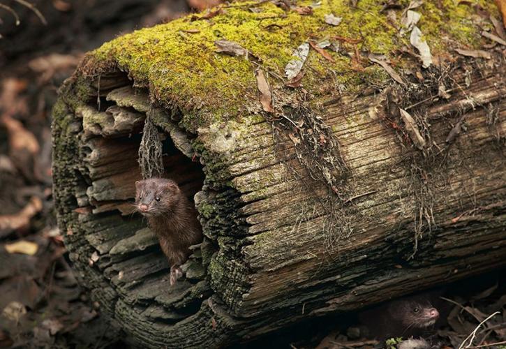 Two minks found near a log in Fakahatchee Strand Preserve State Park. 