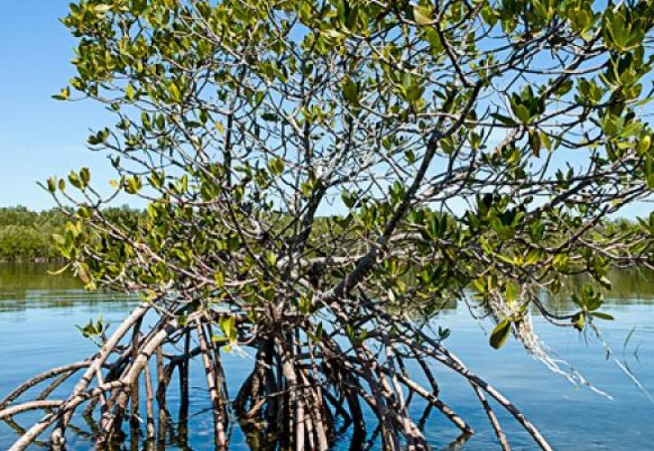 Werner-Boyce Mangrove