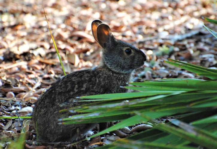 A marsh rabbit is sheltered by a palmetto