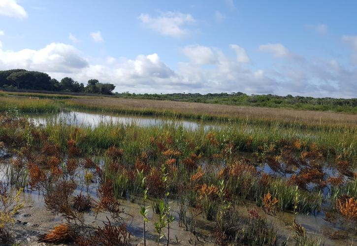 North Peninsula Marsh