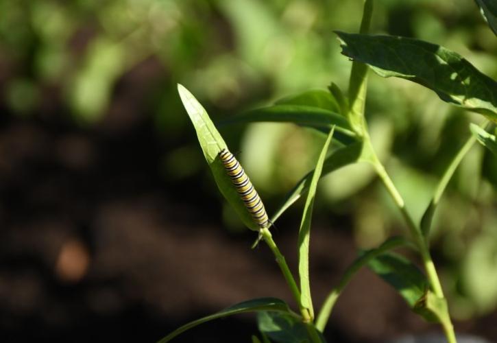 caterpillar on a green plant