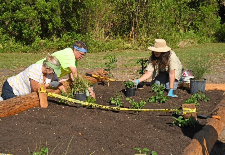 people planting plants in a garden