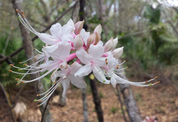 Native Azaleas at Dunns Creek