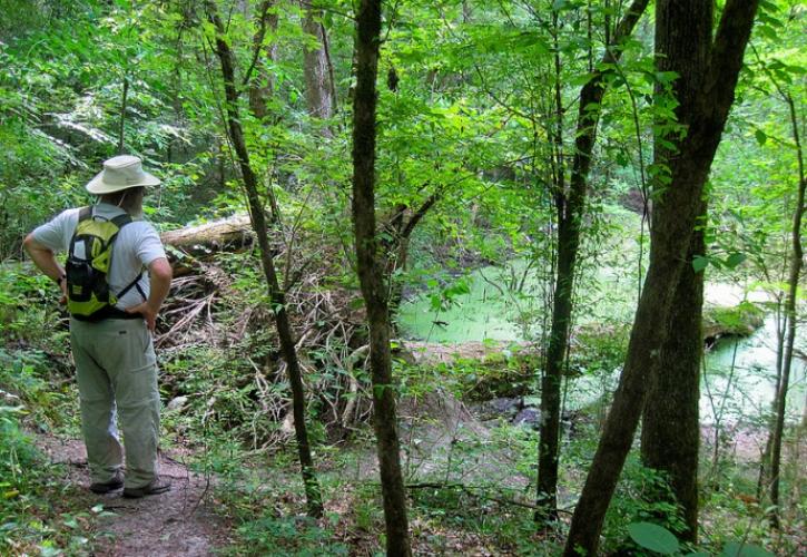 San Felasco Hammock Nature Observation