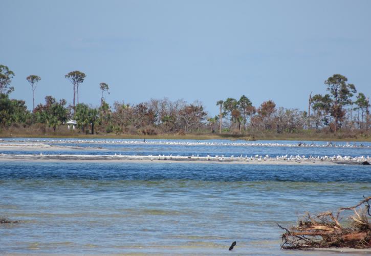 A view of the land across from the breach.