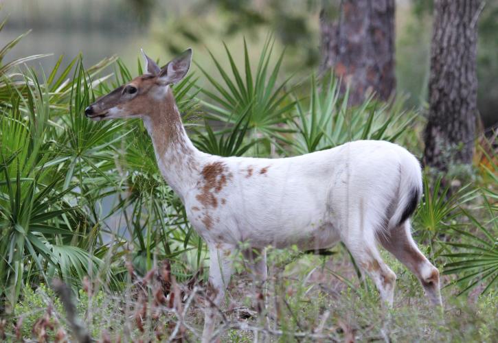 Ochlockonee River Piebald Doe