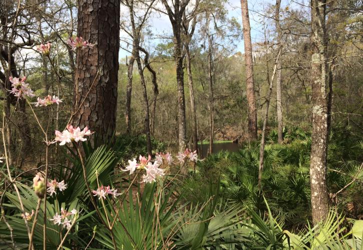 O'Leno State Park | Florida State Parks