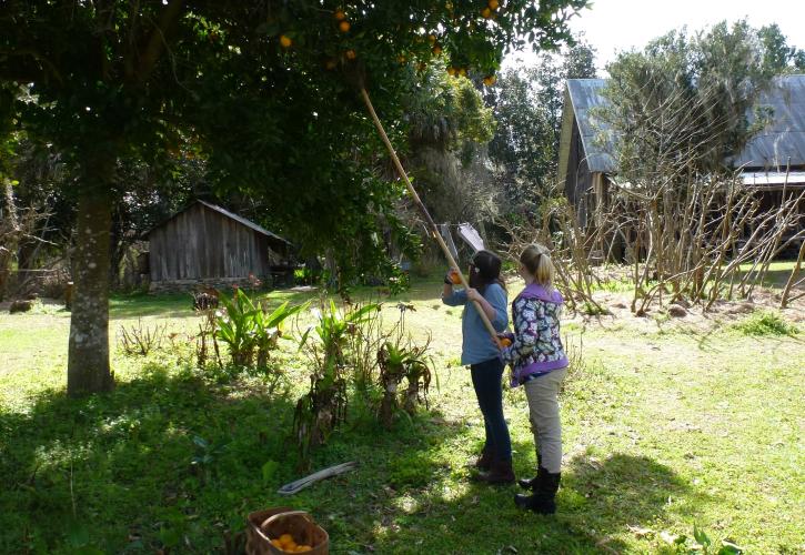 Fruit Picking at Dudley Farm