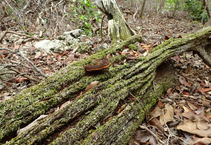 a fallen log alongside the nature trail with a shelf fungus growing on it. 