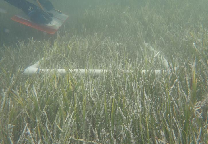 Biologist monitors the restoration site